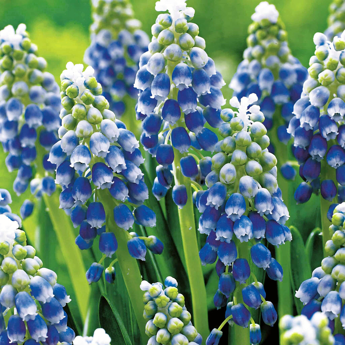 Muscari Touch of Snow Blue White Bulbs Muscari Touch of Snow Blue White Bulbs image1 1