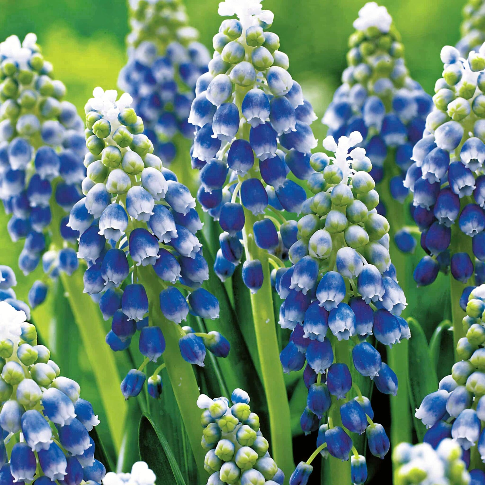 Muscari Touch Snow Blue Bulbs