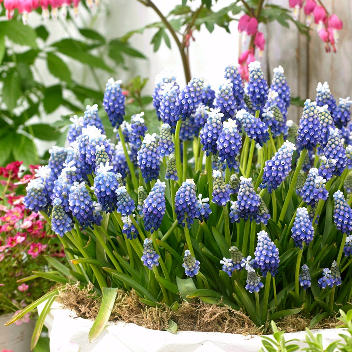 Muscari Touch of Snow Blue White Bulbs Muscari Touch of Snow Blue White Bulbs image3 3