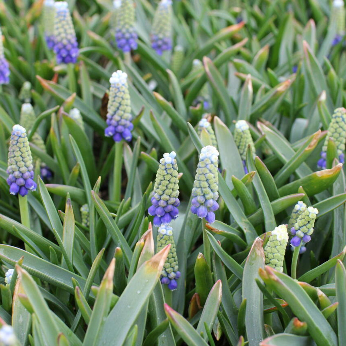 Muscari Touch of Snow Blue White Bulbs Muscari Touch of Snow Blue White Bulbs image4 4