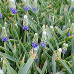 Muscari Touch of Snow Blue White Bulbs Muscari Touch of Snow Blue White Bulbs image4 4