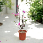 Magnolia Susan Tree  2