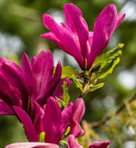Magnolia Susan Tree  4