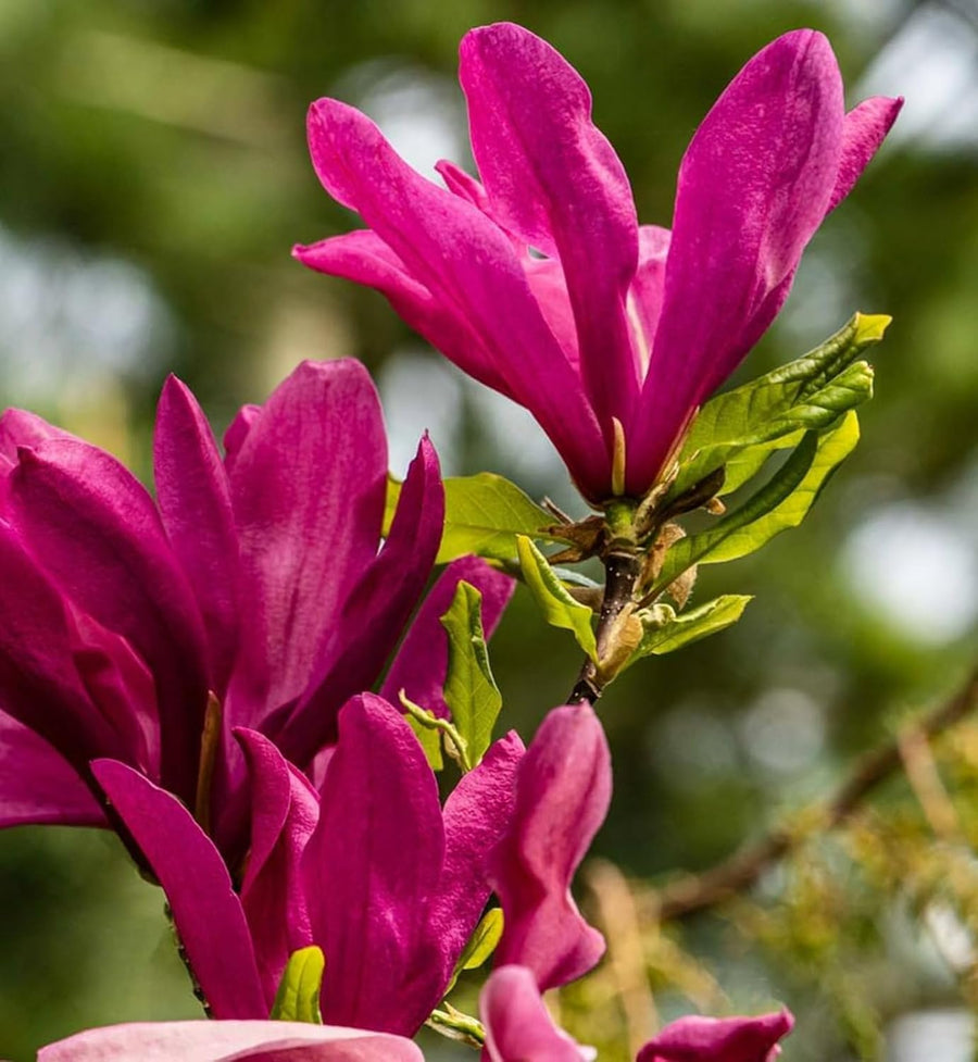 Magnolia Susan Tree  4