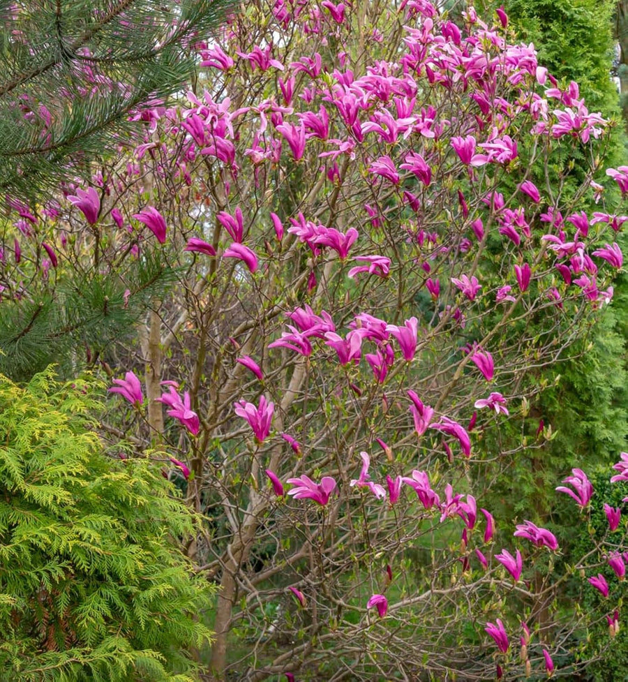 Magnolia Susan Tree  3