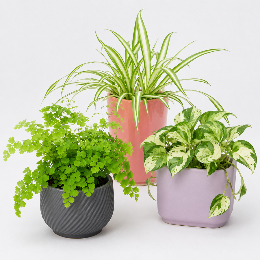 Bathroom Houseplant Collection - Maidenhair Fern, Spider Plant & Happy Leaf Manjula Pothos  1
