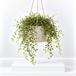 Maidenhair Vine Plant- Muehlenbeckia  1
