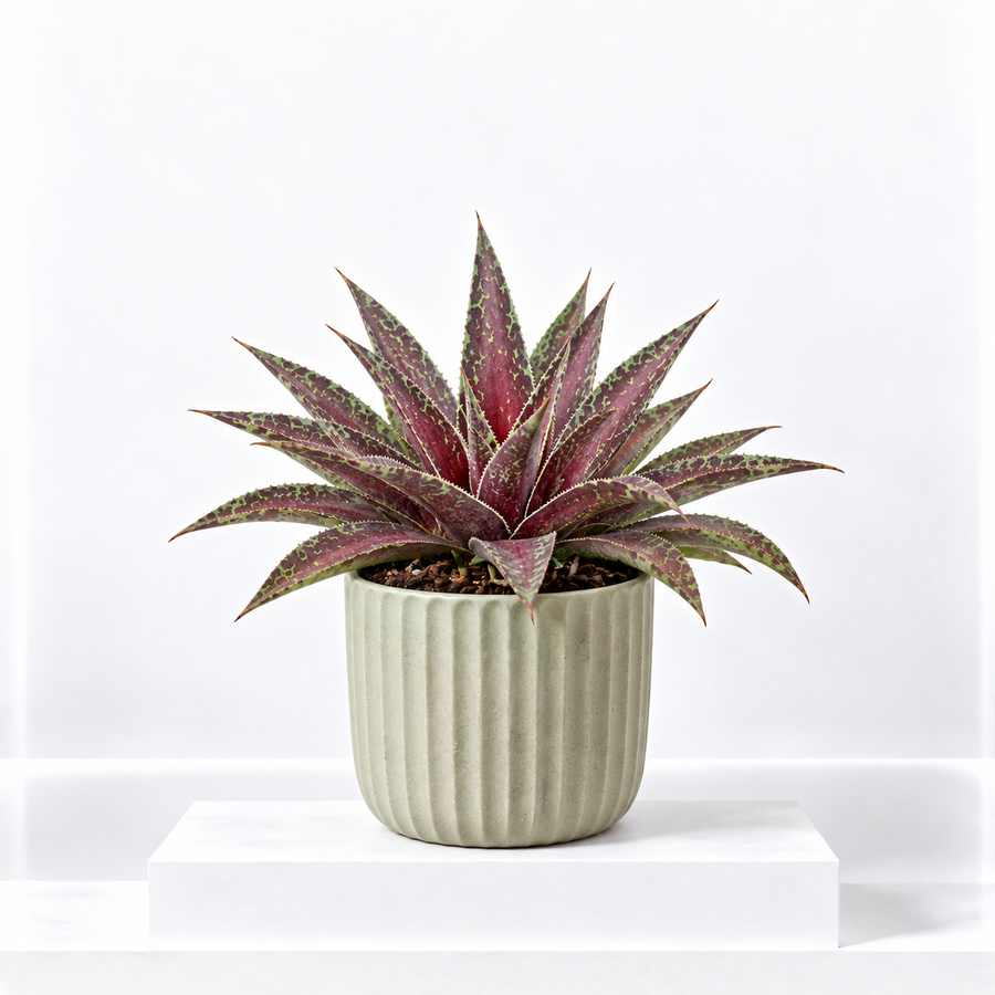 Mangave Indoor Plant  1