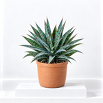 Mangave Indoor Plant  3