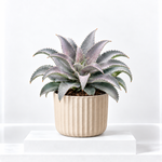 Mangave Indoor Plant  5