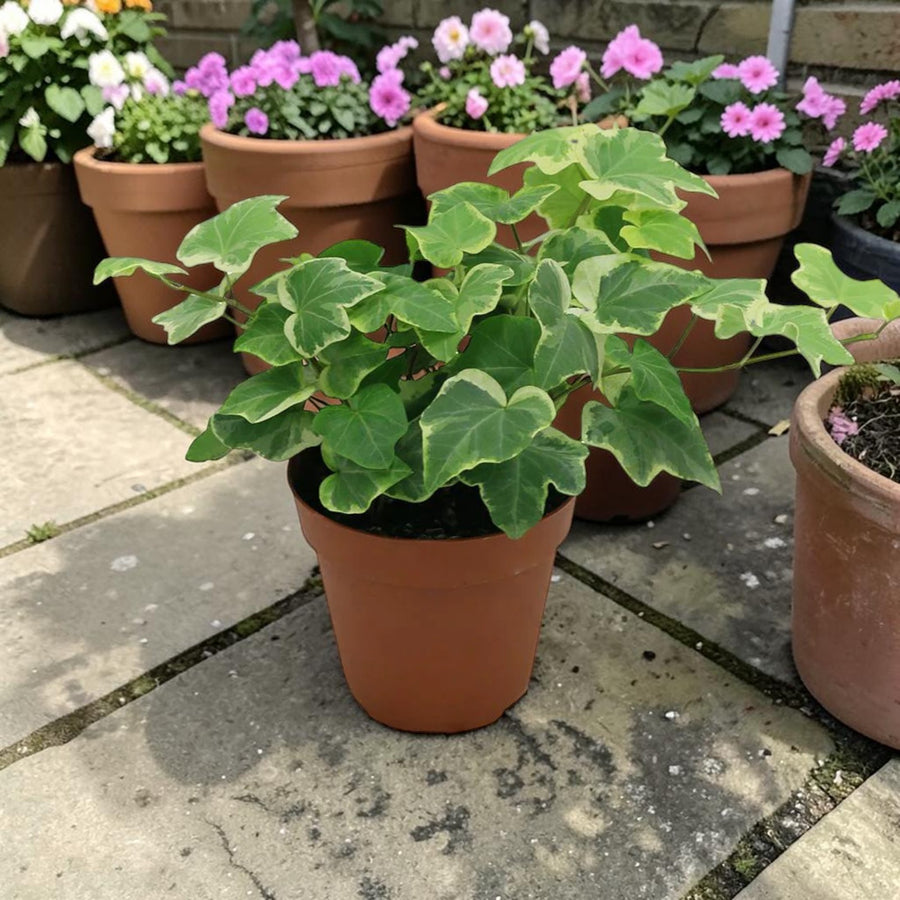 Hedera Helix White (10 Plants)  2