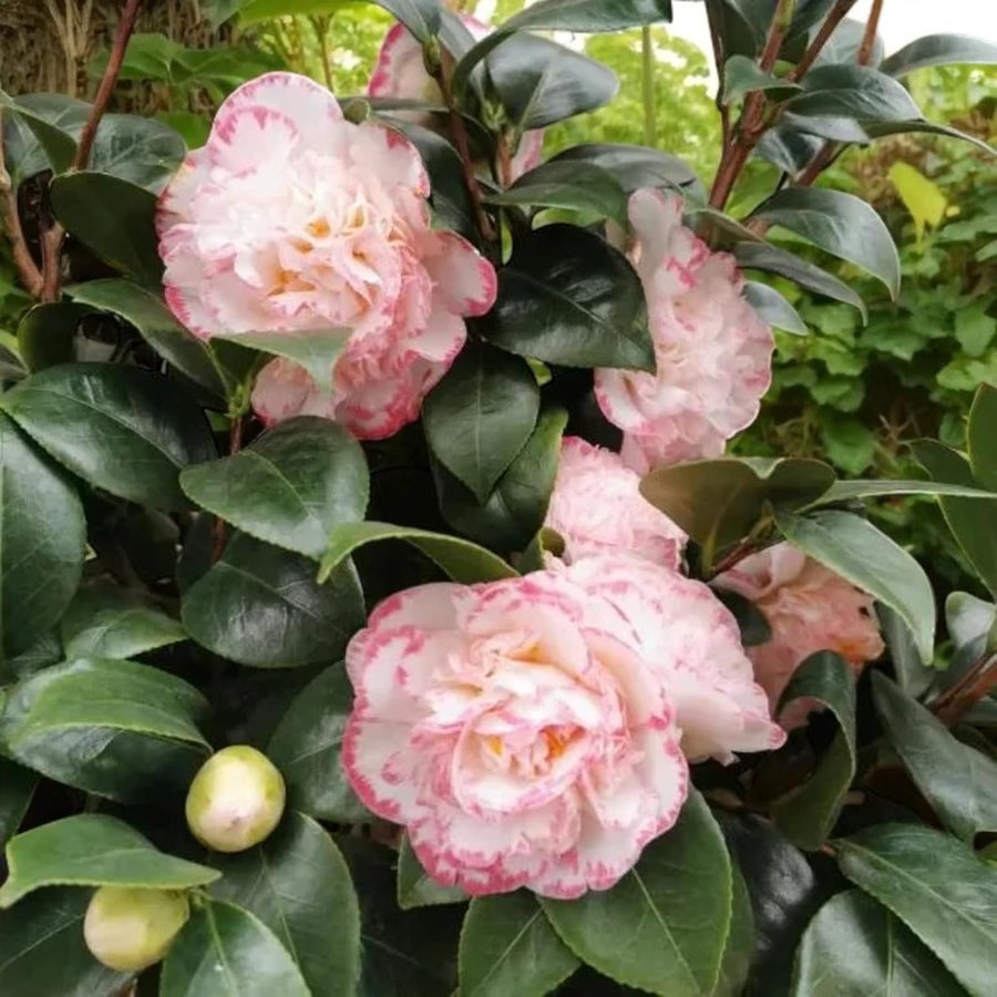 Margaret Davies Camellia  4