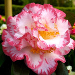 Margaret Davies Camellia  3