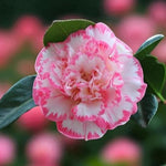 Margaret Davies Camellia  2