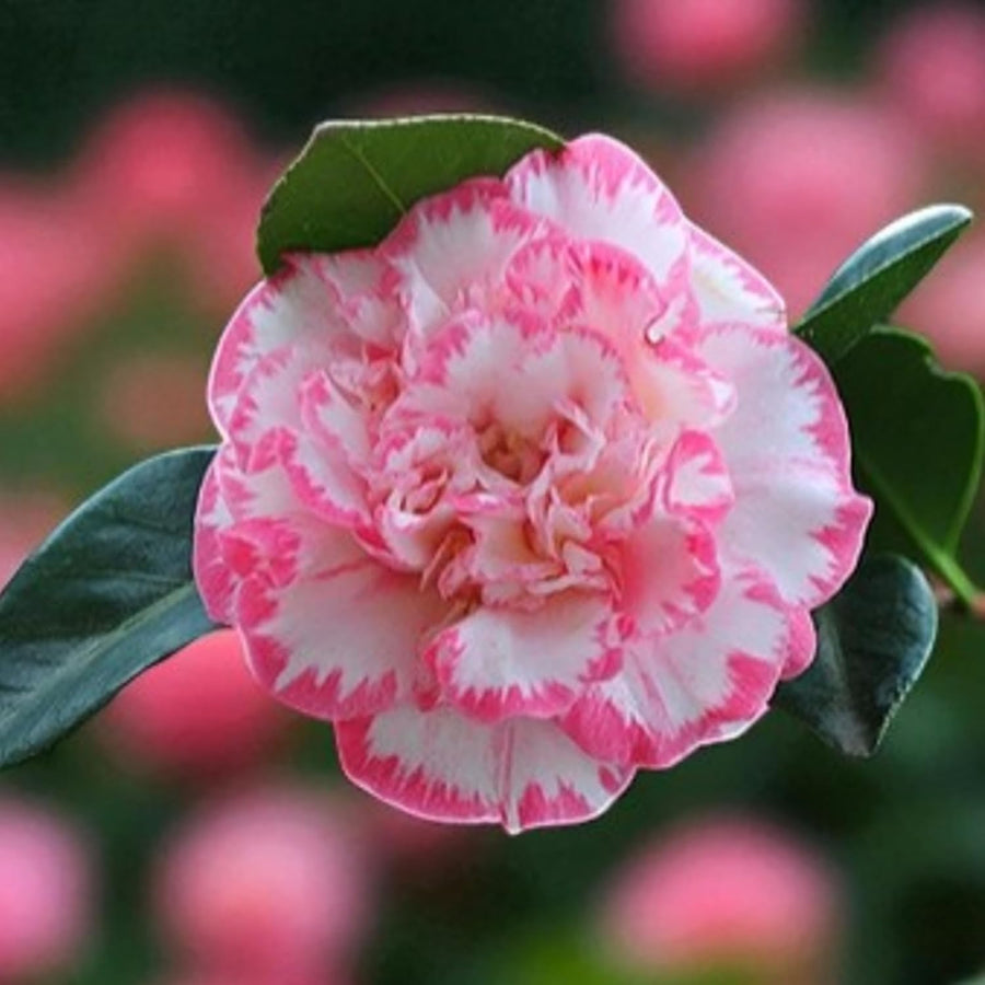 Margaret Davies Camellia  2