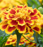 Marigold French Durango Bee Plants  3