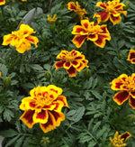 Marigold French Durango Bee Plants  4