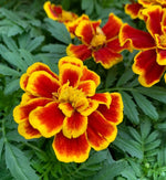 Marigold French Plants  5