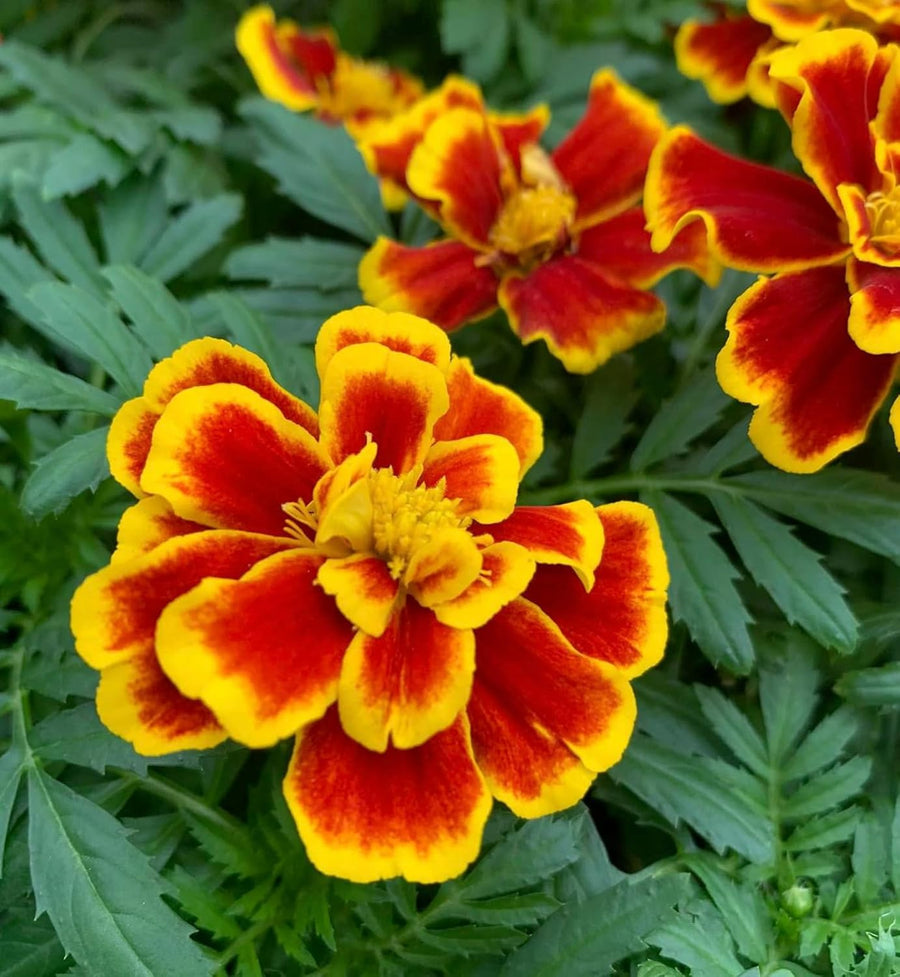 Marigold French Plants  5