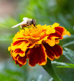 Marigold French Durango Bee Plants  2