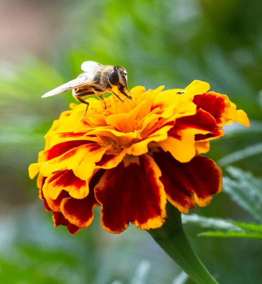 Marigold French Durango Bee Plants  2