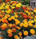 Marigold French Mix Plants  1