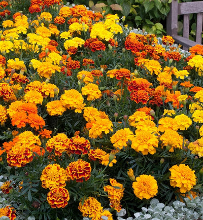 Marigold French Mix Plants
