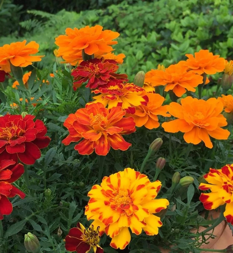 Marigold French Mix Plants  3