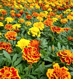 Marigold French Mix Plants  4