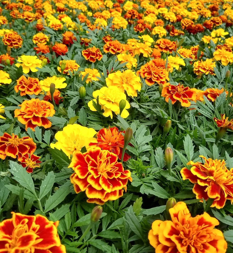 Marigold French Mix Plants  4