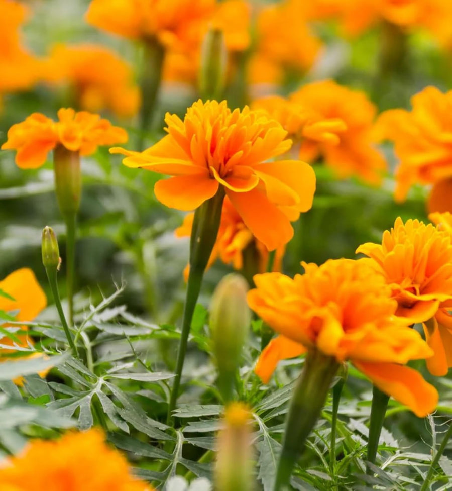Marigold French Orange Plants  4