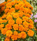Marigold French Orange Plants  2
