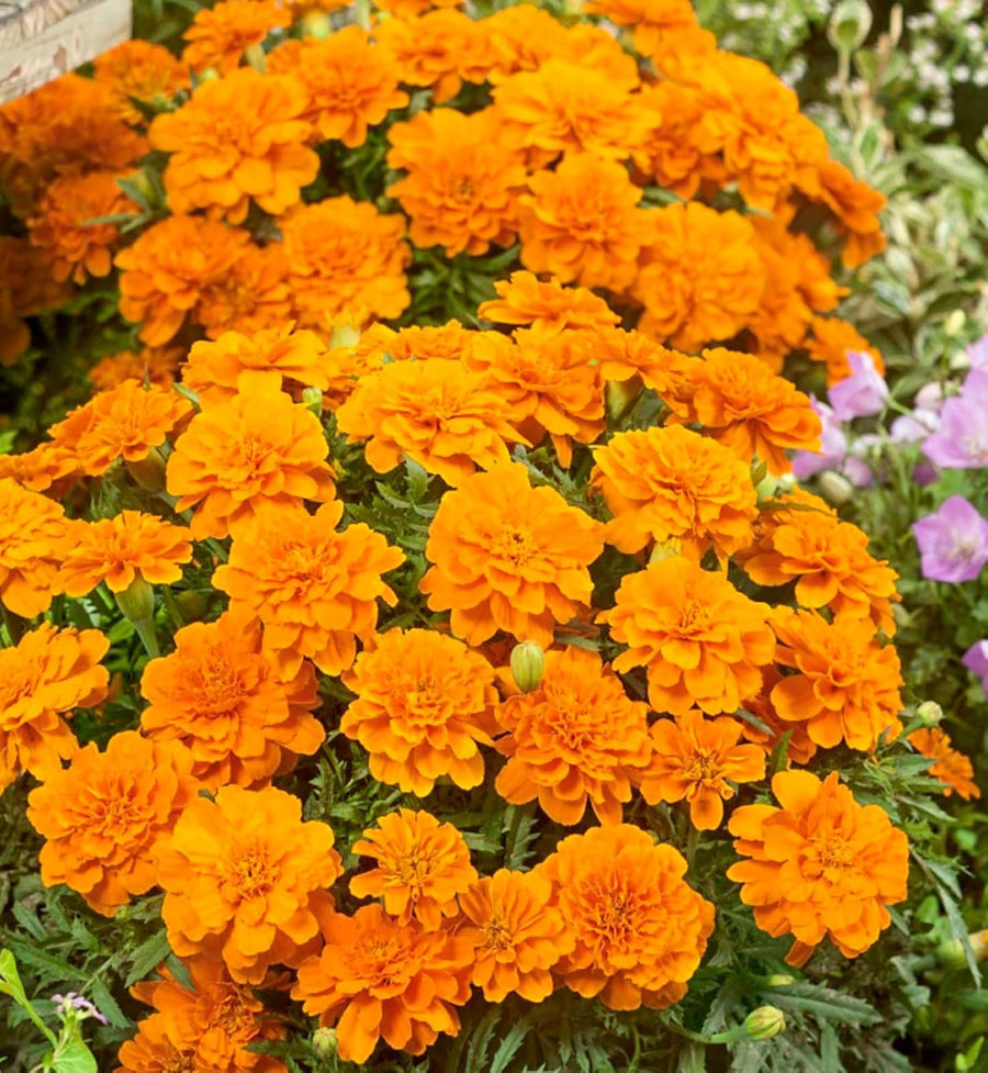 Marigold French Orange Plants  2