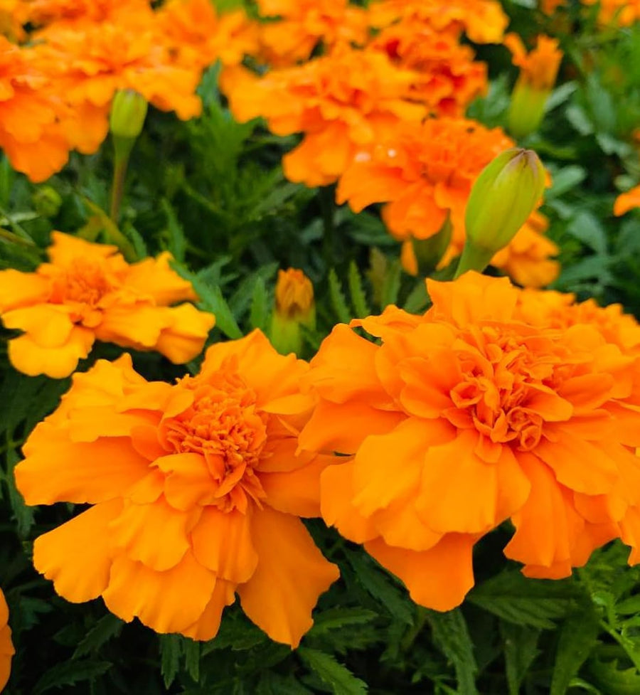 Marigold French Orange Plants  3