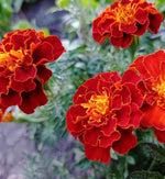 Marigold French Red Plants  3