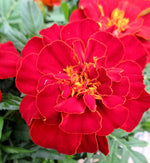 Marigold French Red Plants  4