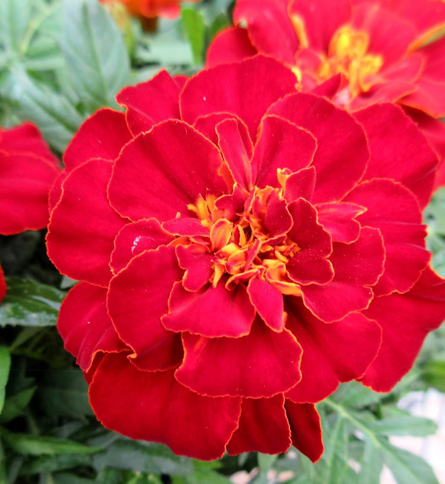 Marigold French Red Plants  4