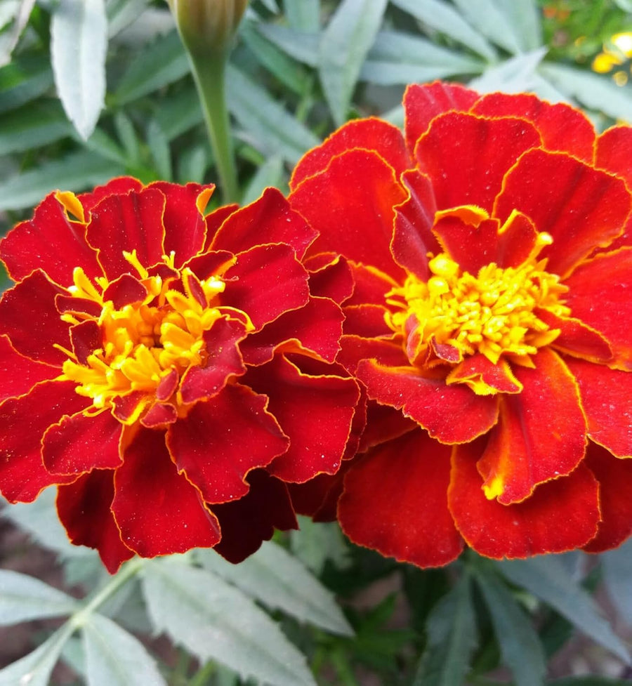 Marigold French Plants  3