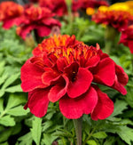 Marigold French Red Plants  2