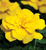 Marigold French Yellow Plants  4