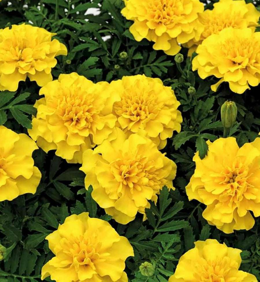 Marigold French Plants  2