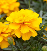 Marigold French Yellow Plants  2
