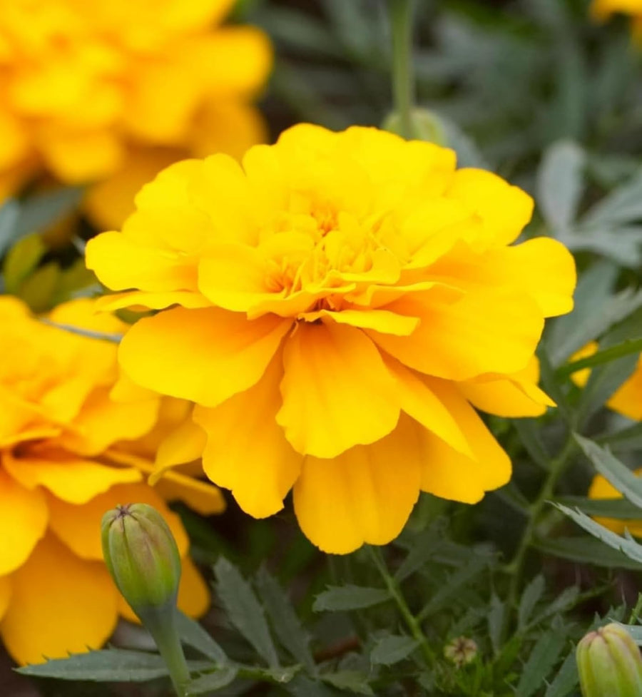 Marigold French Yellow Plants  2