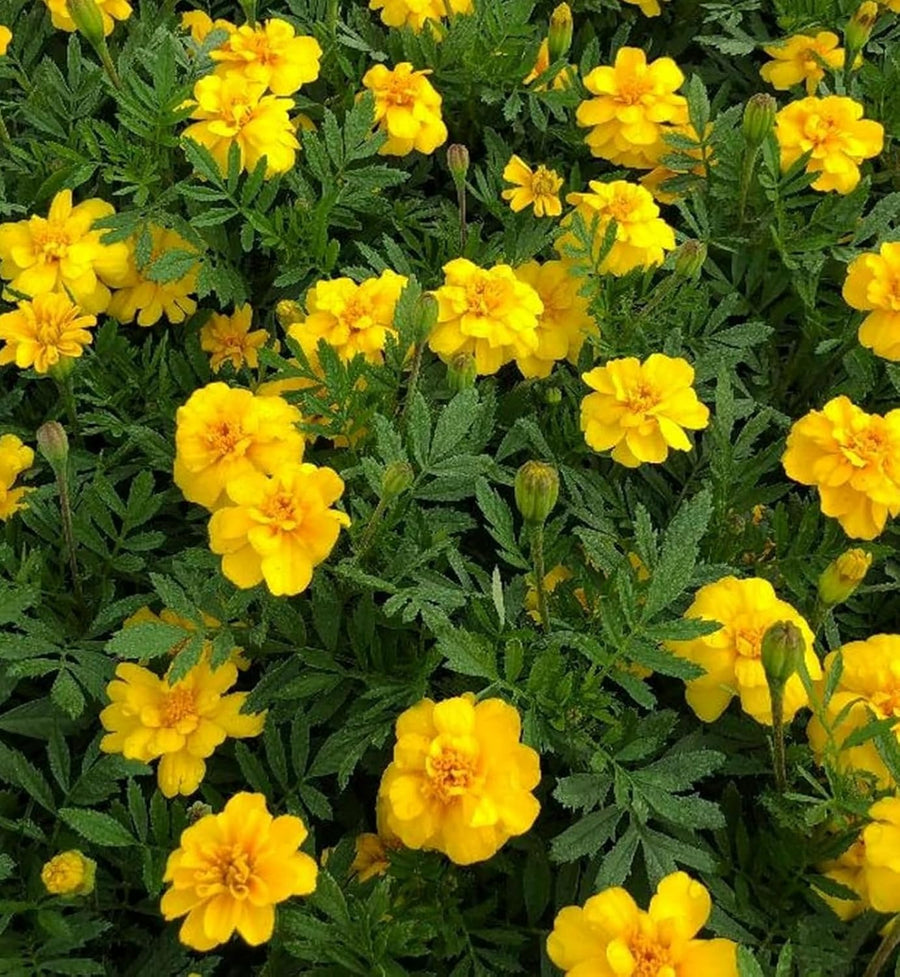 Marigold French Yellow Plants  3