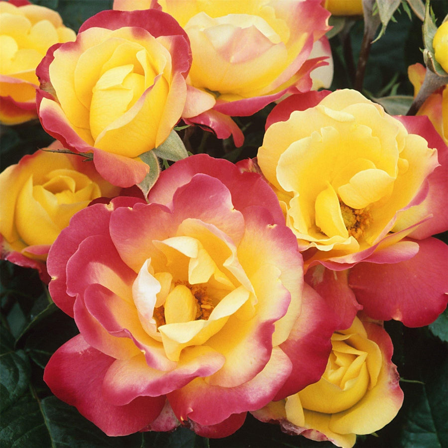 Rose Bush 'Masquerade' Rose Bush 'Masquerade' image3 3