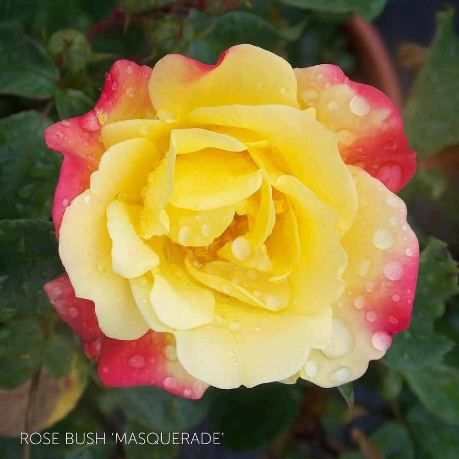 Pick Your Own Rose Garden  3