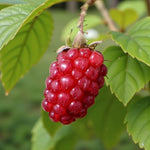 Tayberry Plant  3