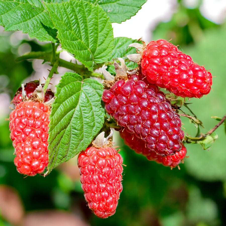 Medana Tayberry  2