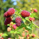 Tayberry Plant  4
