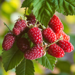 Medana Tayberry  4